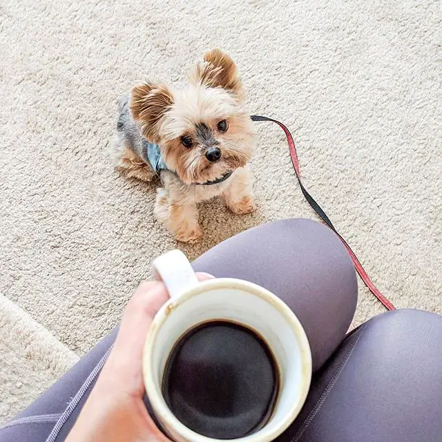 a woman kneeling on the floor with coffee in her hand while her Yorkshire Terrier is standing in front of her staring at the coffee