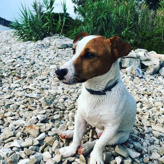 Jack Russell Terrier sitting on the pebbles by the beach