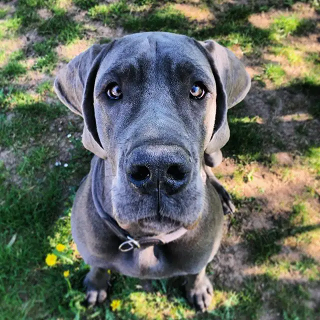 A Great Dane sitting on the grass while looking up with its begging eyes