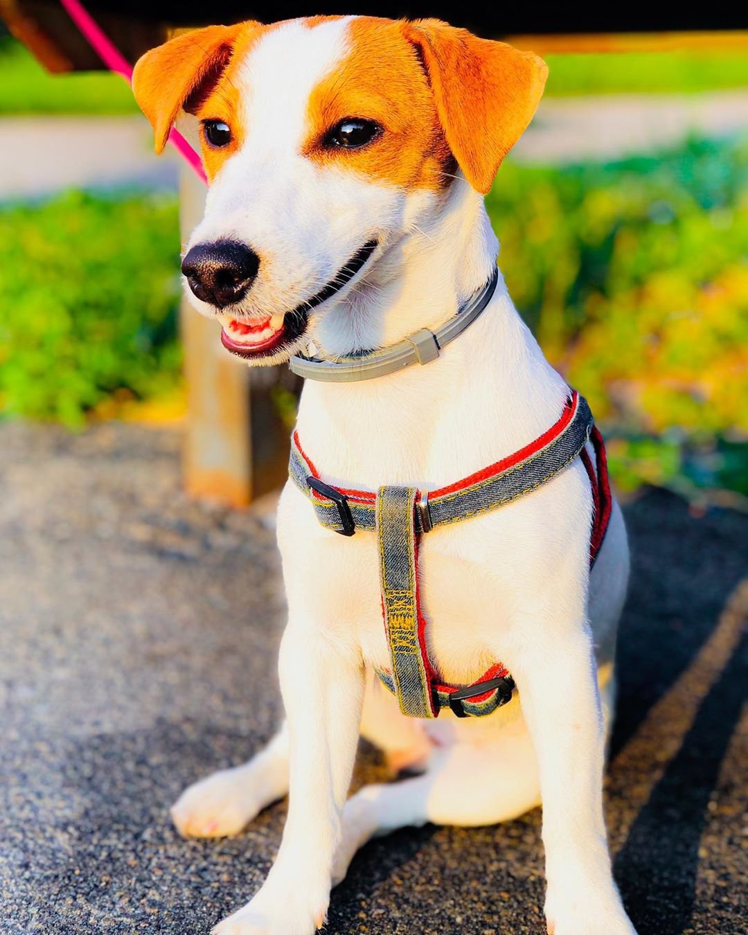 Jack Russell Terrier sitting on the pavement under the sun