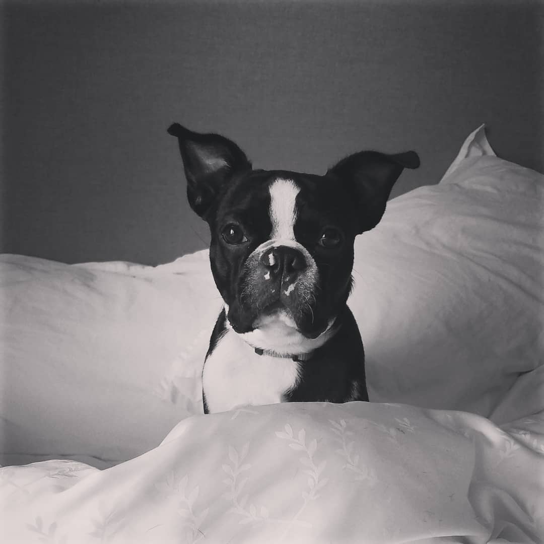 A Boston Terrier sitting on the bed
