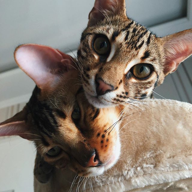 Bengal Cat head on top of a Bengal Cat's head while lying on the bed