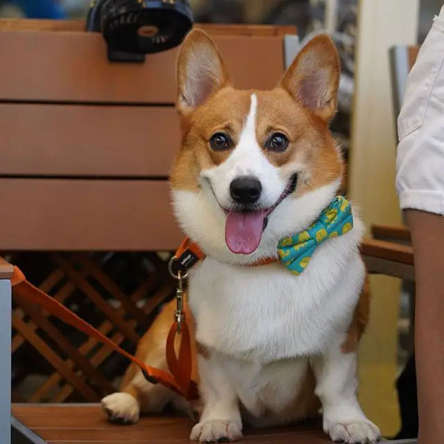 A Corgi sitting on the chair while smiling