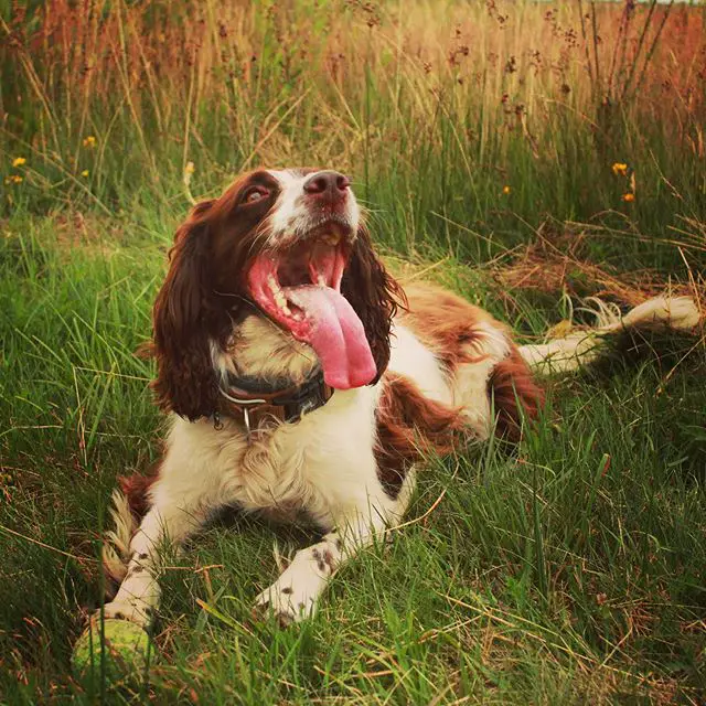 A English Springer Spaniel lying in the grass with its mouth wide open and its tongue out