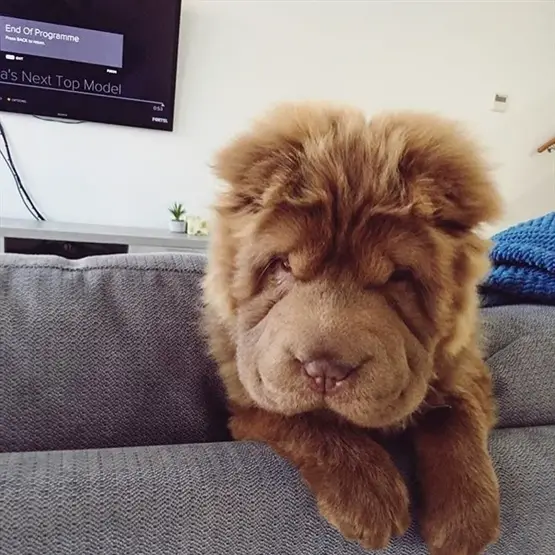 Shar-Pei on the couch