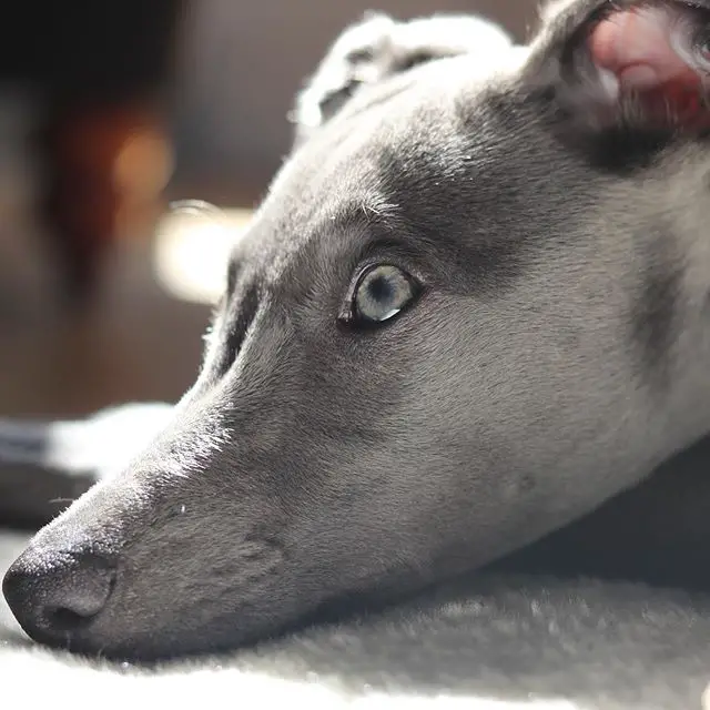 A gray Greyhound lying on the couch