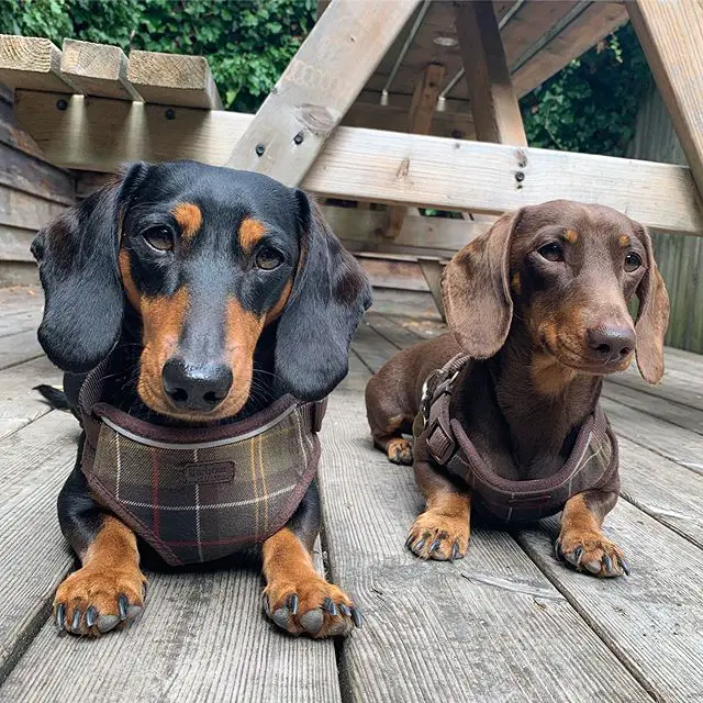 two Dachshund lying on the wooden floor under the table