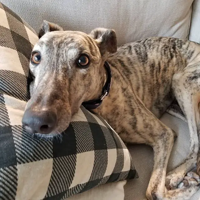 A Greyhound lying on the couch