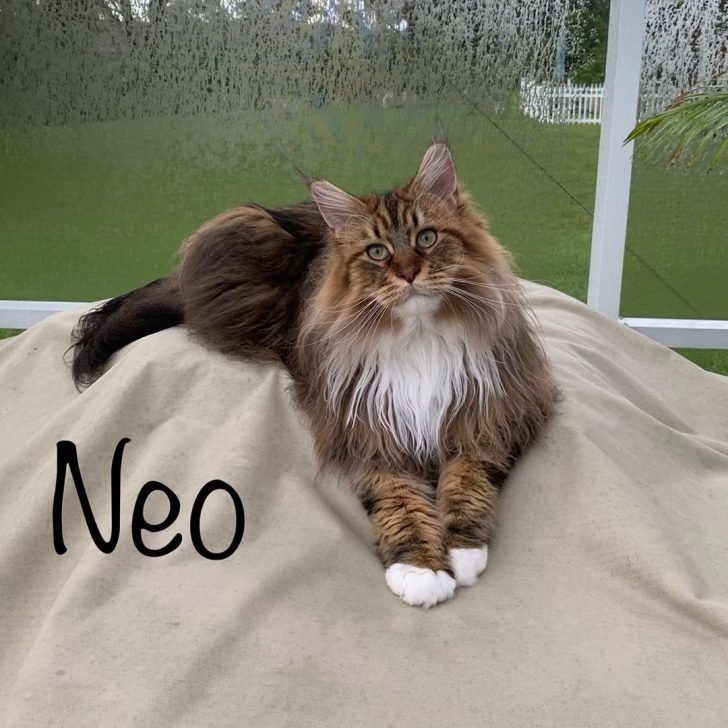 long haired Maine Coon