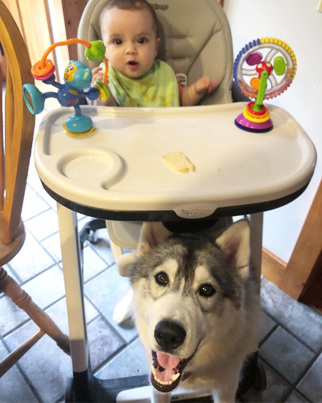 A Husky standing under table of a baby