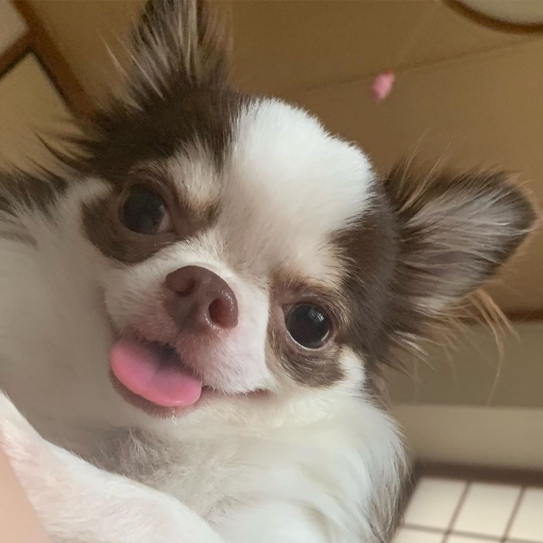 A happy Chihuahua on the bed while smiling with its tongue out