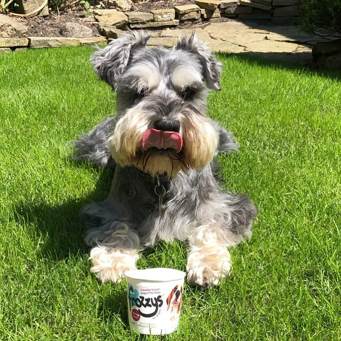 A Schnauzer puppy lying on the grass behind the cup of drink while licking its mouth