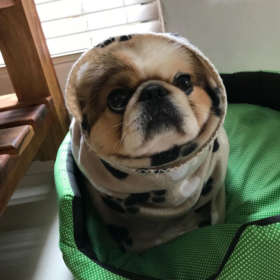 A Pekingese wearing a sweater while sitting on the bed