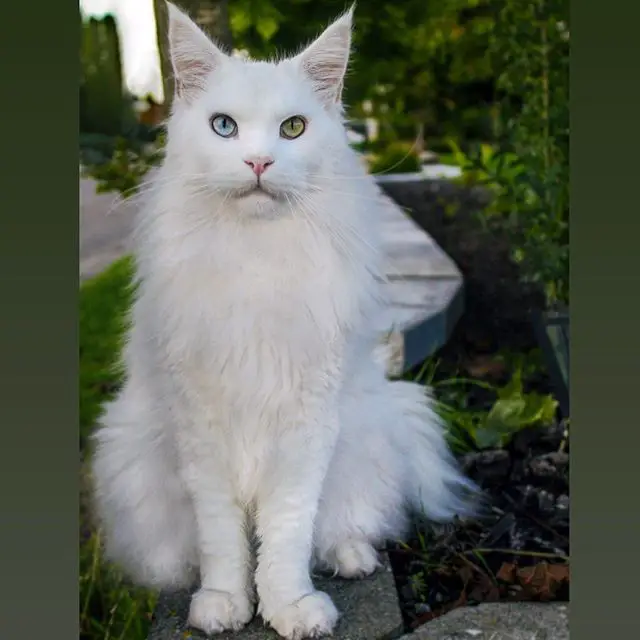 solid white Maine Coon with blue and green eye color