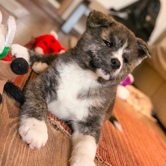 Akita Inu puppy lying on the floor with its toys