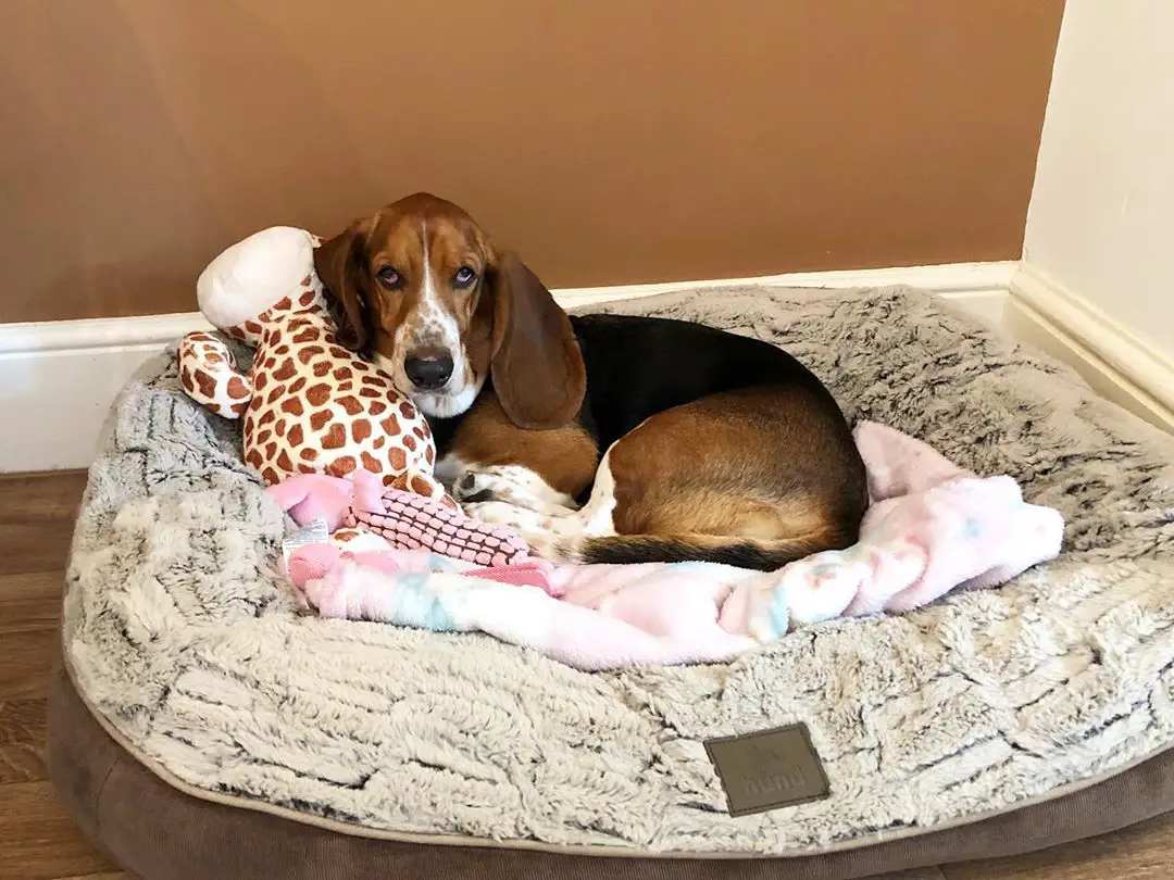 A Basset Hound lying in its bed