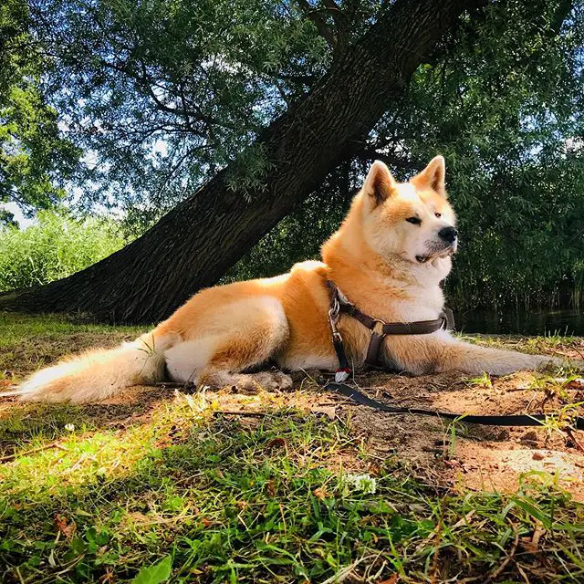 An Akita Inu lying on the grass under the tree at the park