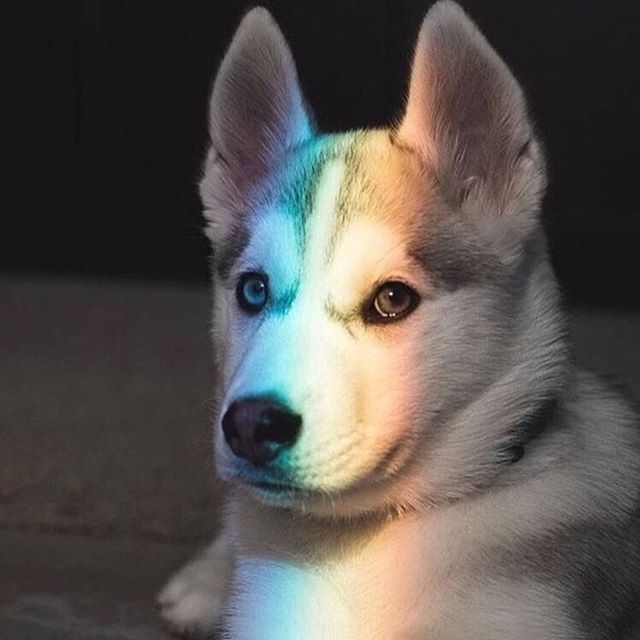 A Siberian Husky with rainbow ray on its face
