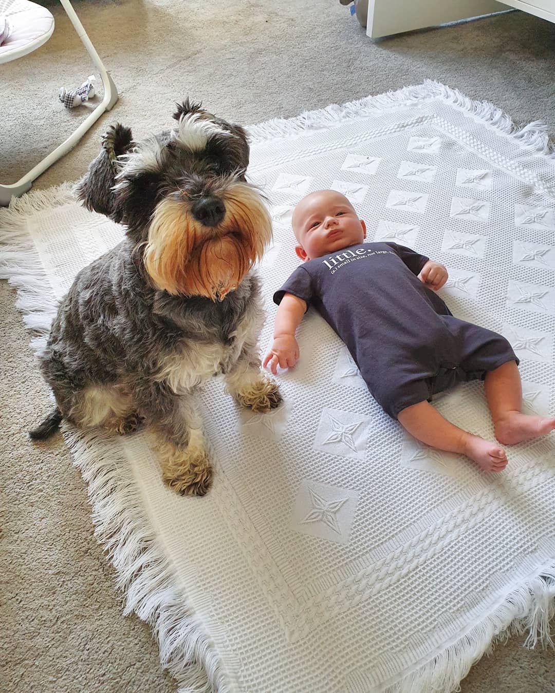 A Schnauzer sitting next to the baby lying on the carpet