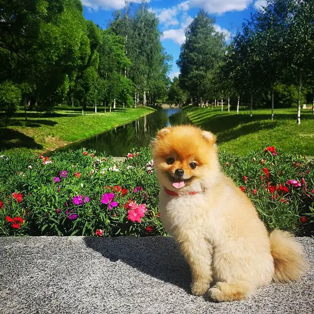 A Pomeranian sitting on top of the concrete with the view of the river and flowers behind him at the park