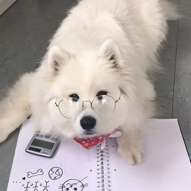 Samoyed wearing glasses while lying on the floor with a notebook and calculator