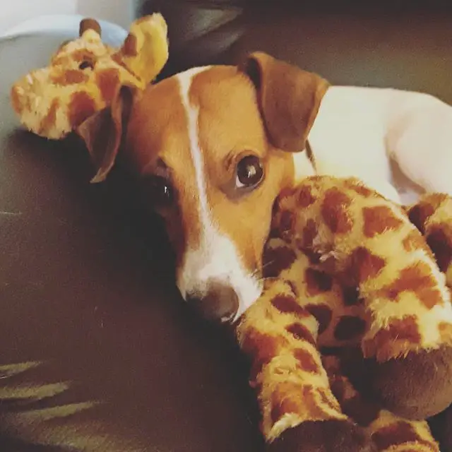 Jack Russell Terrier lying on the couch with its face resting on the neck of the giraffe stuffed toy