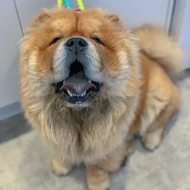 Chow Chow sitting on the floor while lookin up with its mouth open