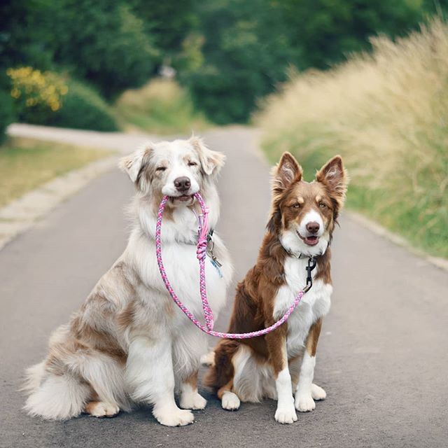 a white Border Collie holding holding the leash of another Border Collie with its mouth