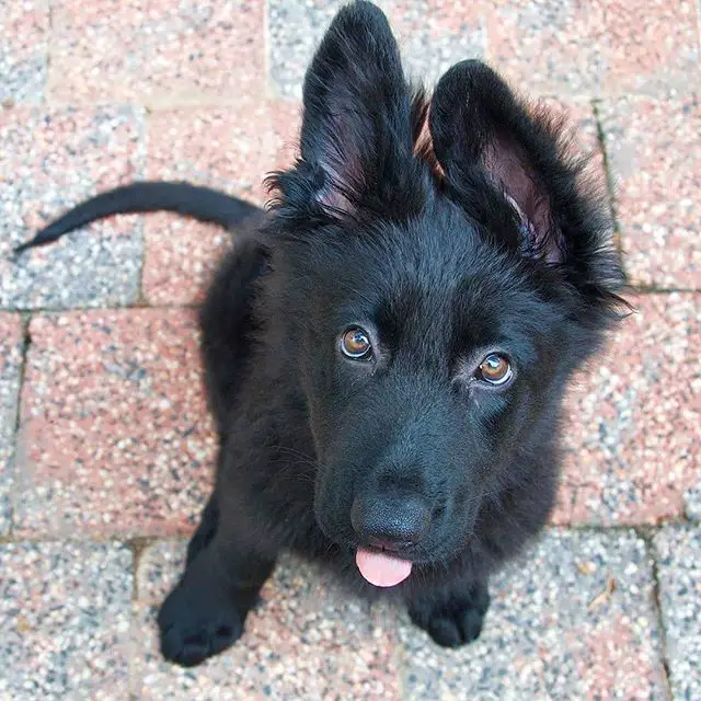 black German Shepherd puppy sitting on the pavement while looking up with its adorable eyes while its small tongue is sticking out