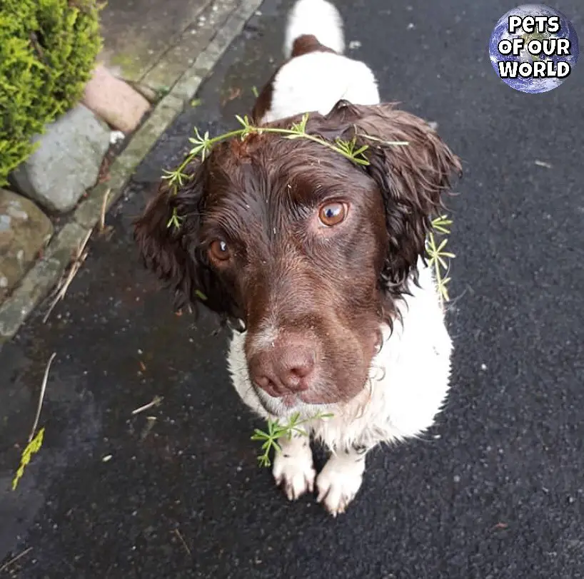 A English Springer Spaniel standing on the pavement with leaf on top of its head