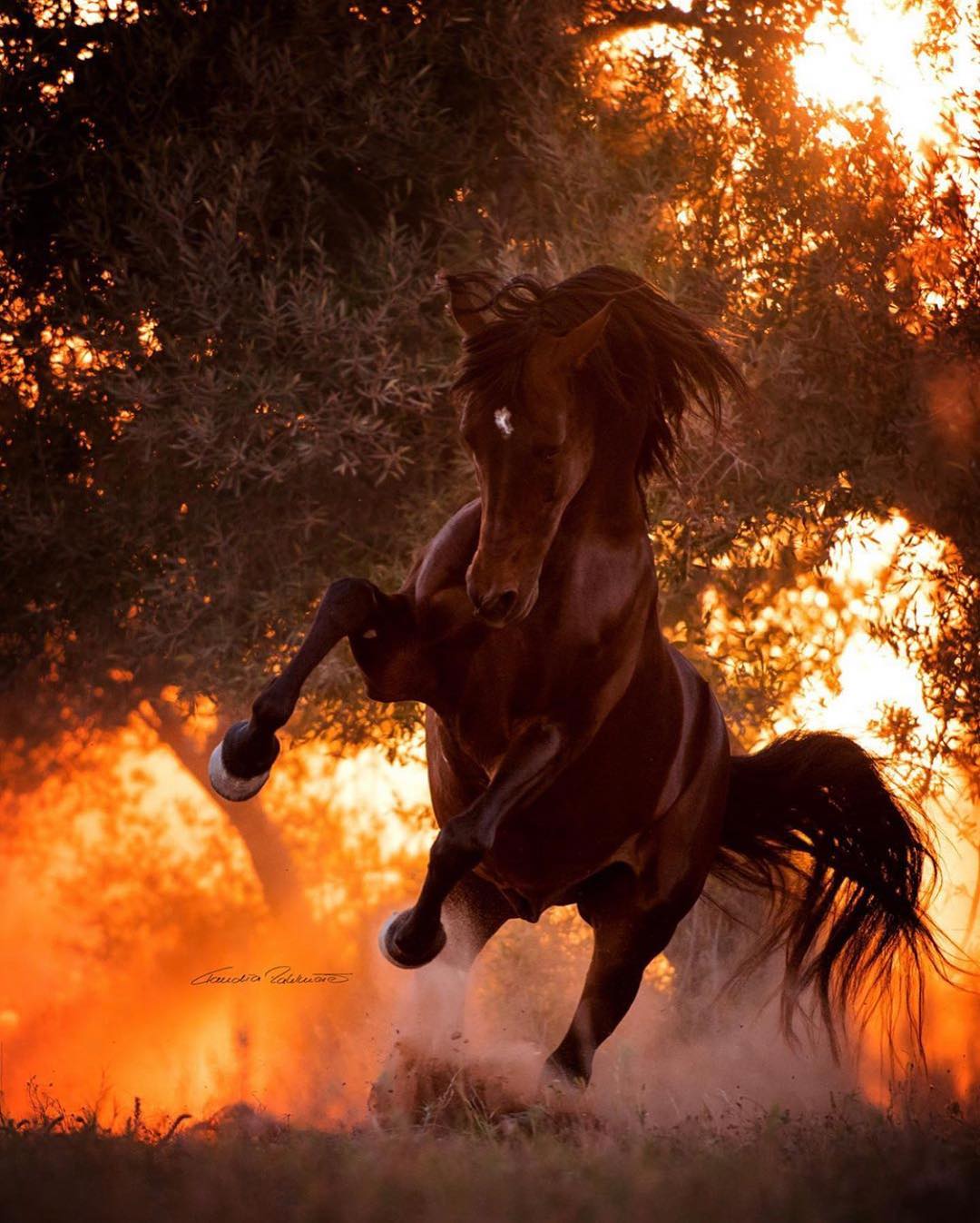 brown horse running from a fire