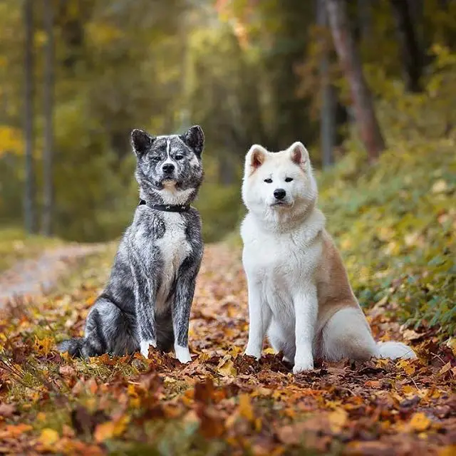 two Akita Inus sitting on the pathway in the forest