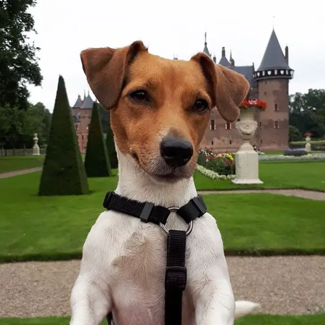 photo of a handsome Jack Russell Terrier with a castle in the background