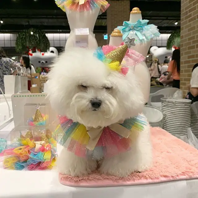 A Bichon Frise wearing a colorful collar while cone headpiece while sitting on top of the table