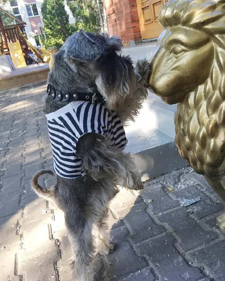 A Schnauzer standing up leaning towards the lion statue