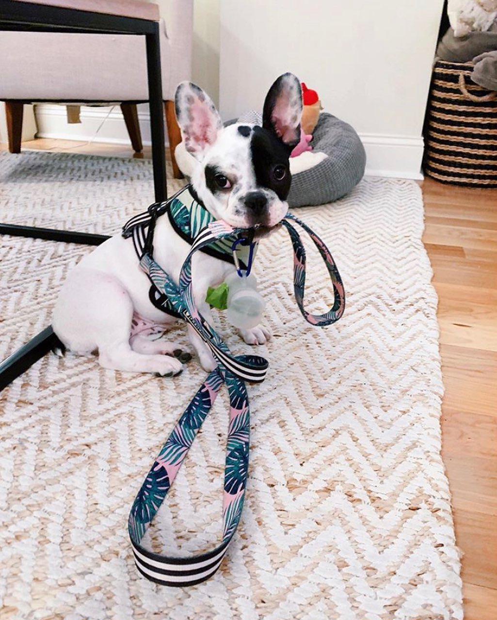 French bulldog holding its leash in mouth