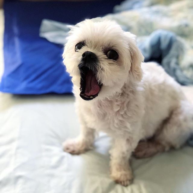a yawning Pekingese puppy sitting on the bed
