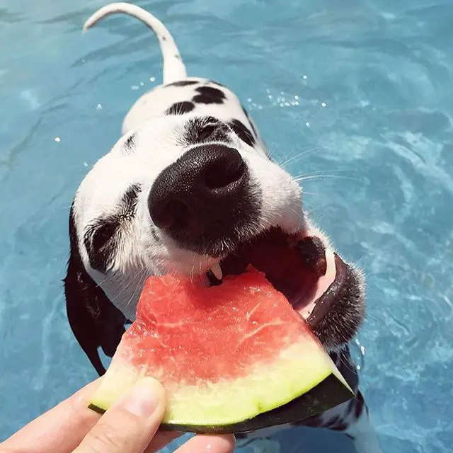 A Dalmatian in the pool while biting the watermelon being held by a person