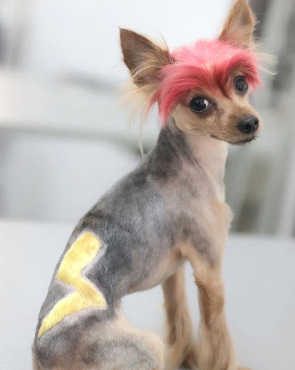 Yorkshire Terrier with pink eyebrows and flash symbol on its back