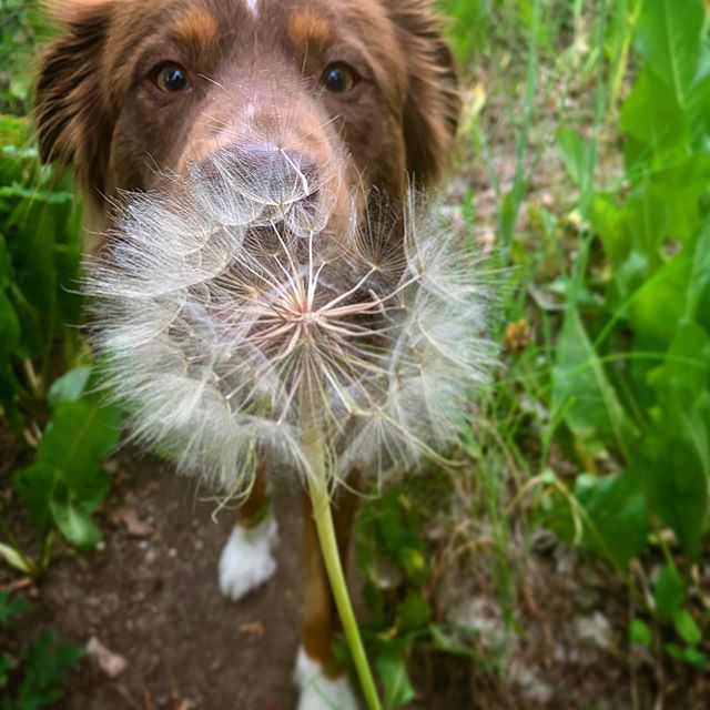 Border Collie standing in the garden while smelling the dandelion