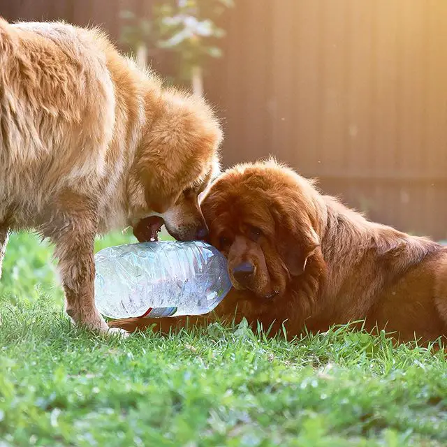 two Tibetan Mastif biting a 1 liter bottle in the yard