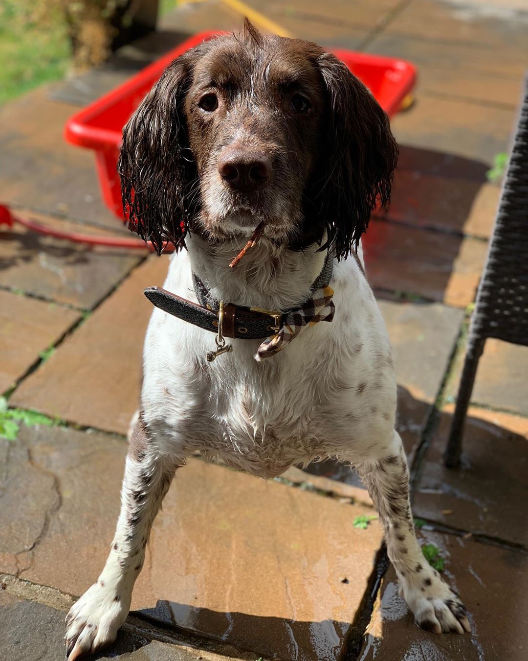 A wet English Springer Spaniel standing on the pavement