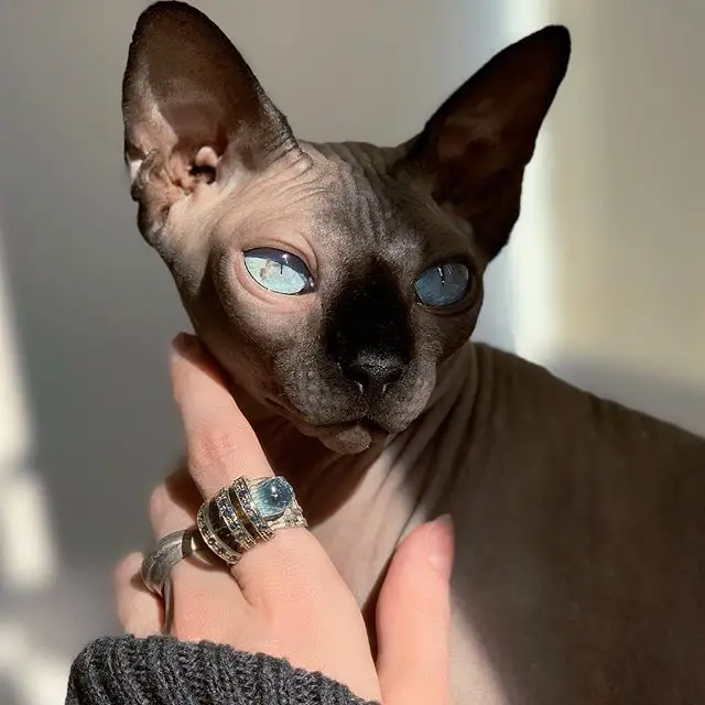 A woman wearing a ring while touching a Sphynx Cat with sunlight on the side of its face