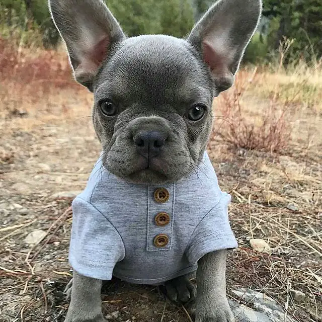 black French Bulldogs wearing a sweater outdoors