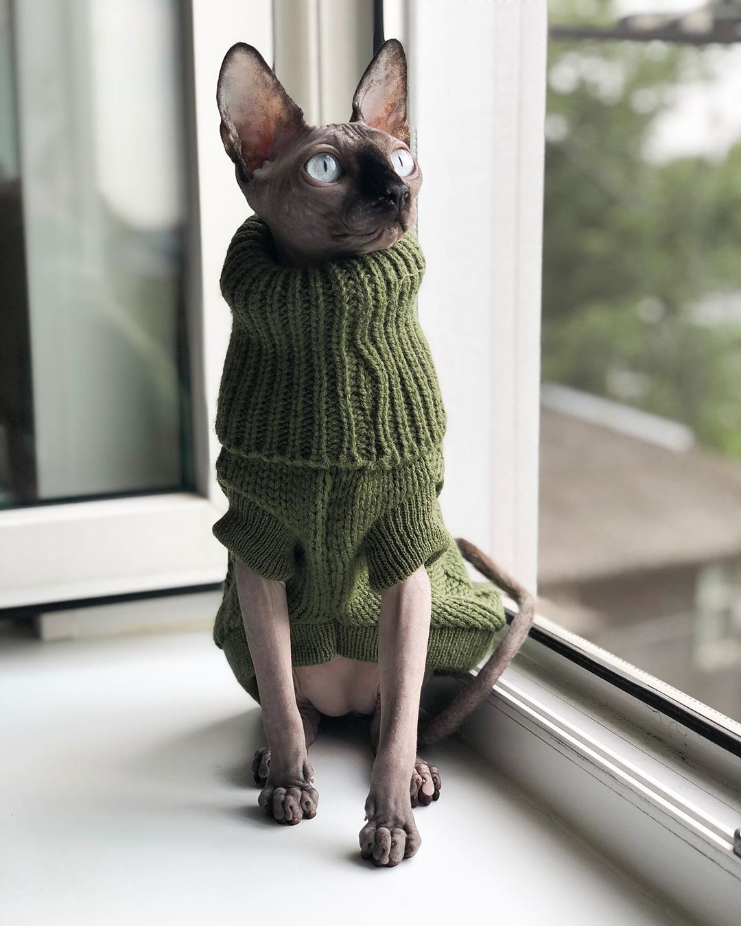 A Sphynx Cat wearing a green sweater sitting by the window