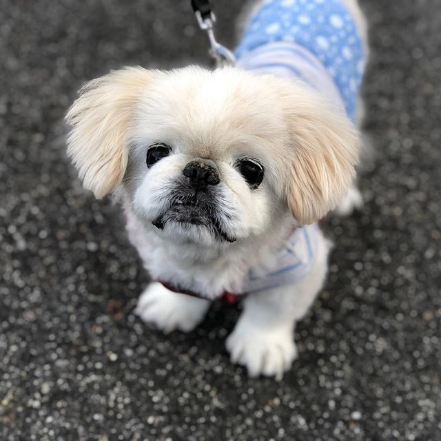 A Pekingese wearing a blue dress while standing on the pavement