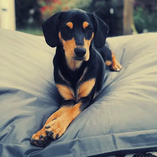 Jagdterrier puppy lying on top of its bed