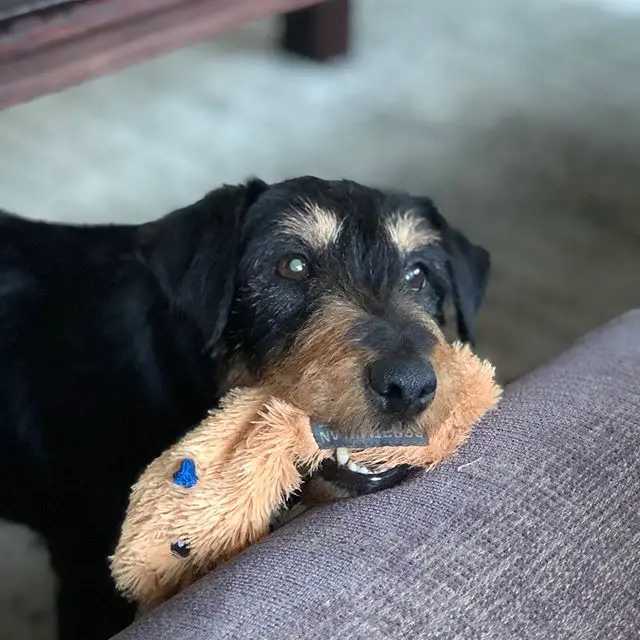 Jagdterrier standing on the floor in front of the couch with a toy in its mouth