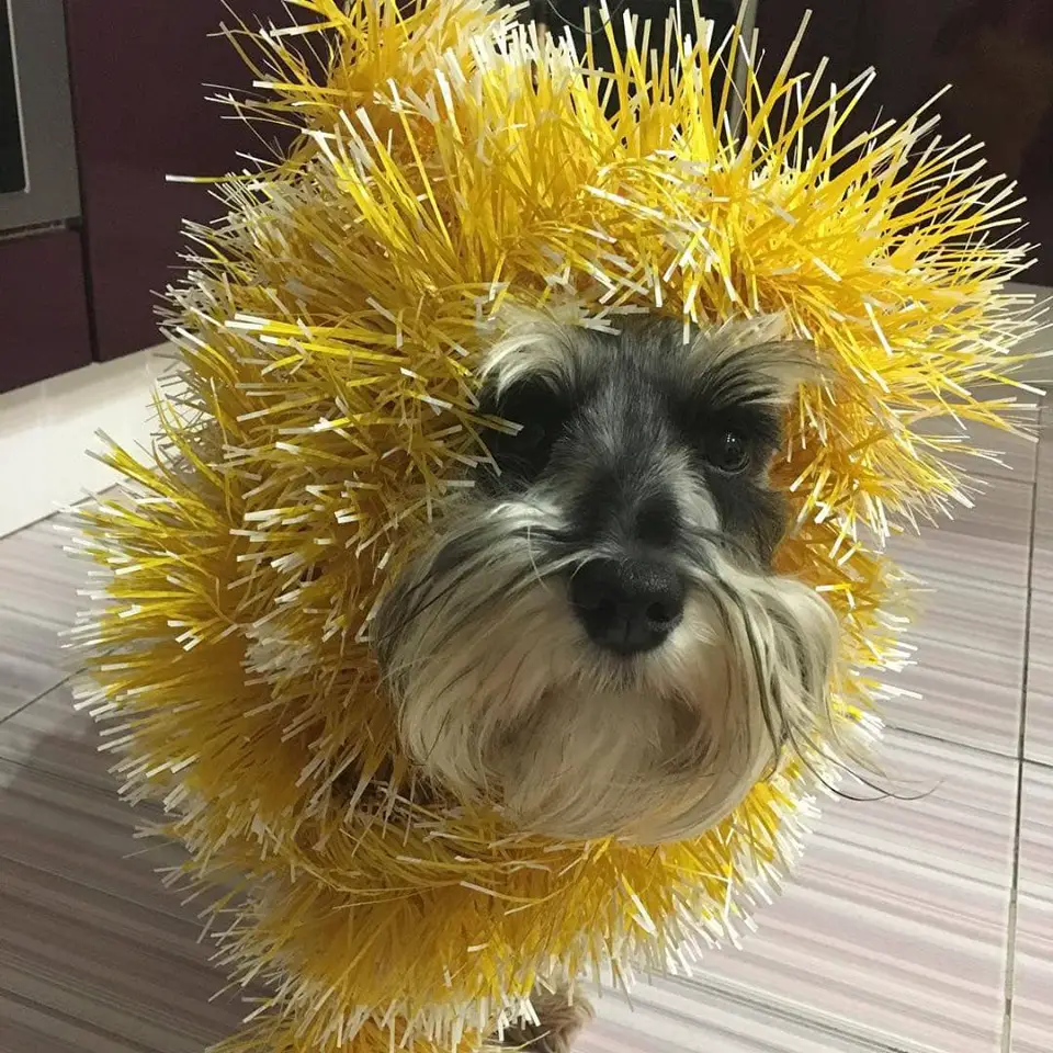 A Schnauzer wearing a yellow christmas decor sitting on the floor