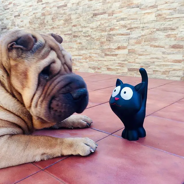 Shar-Pei lying down on the floor while looking at a black cat toy